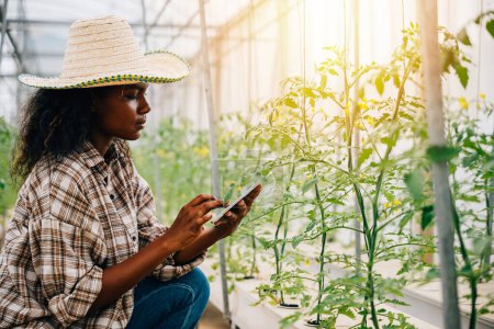 Téléchargez les photos : Une agronome noire utilise une tablette pour contrôler et vérifier la qualité des tomates dans une serre agricole. Un travailleur joyeux inspecte les usines dans un environnement d'innovation agricole intelligente. - en image libre de droit