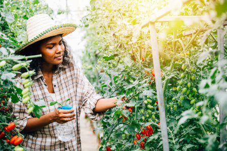 Photo for Black woman farmer in the greenhouse using a bottle to spray water on tomato seedlings. Engaging in growth care she holds the spray for plant protection and ensures freshness in the outdoor setting. - Royalty Free Image