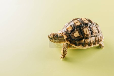 Afrikanische Sulcata-Schildkröte läuft isoliert auf gelbem Hintergrund, Wüstenschildkröte