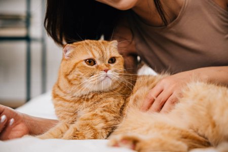 Téléchargez les photos : Sur le lit, une femme profite d'un moment chaleureux avec son chat écossais orange plié dans leur chambre. Leur connexion témoigne de la joie et du soutien que les animaux domestiques apportent dans nos vies. Pat amour - en image libre de droit