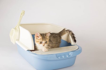 Photo for An isolated cat seated in plastic litter toilet box or sandbox set against clean white backdrop. This educational image underscores feline hygiene and care presenting clean well-maintained environment - Royalty Free Image