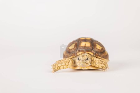 Foto de Un retrato aislado de una pequeña tortuga espoleada africana, también conocida como la tortuga sulcata, sobre un fondo blanco. Este adorable reptil muestra la belleza del diseño de la naturaleza. - Imagen libre de derechos