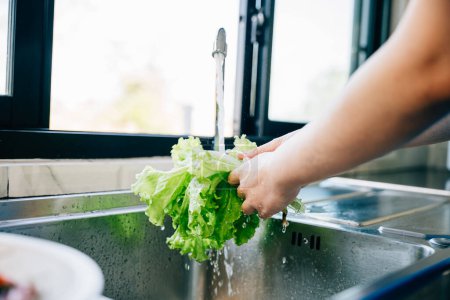 Photo for Hygienic food prep, Womans hands washing fresh vegetables under running water in a modern kitchen sink for a vegan salad. Clean and fresh leafy greens for homemade healthy eating. - Royalty Free Image
