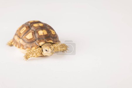 In this isolated portrait, a little African spurred tortoise, also known as the sulcata tortoise, showcases the beauty of its unique design against a white background.