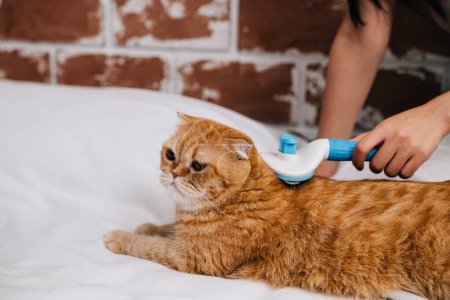 Photo for An affectionate woman brushes her Scottish Fold cats fur as the ginger cat peacefully rests on her hand. Its a touching display of owner-pet friendship and relaxation at home. - Royalty Free Image