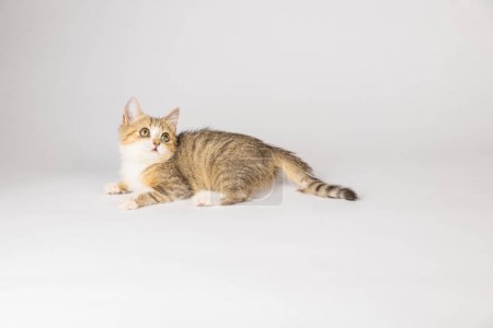Foto de El pequeño y aislado gato Fold escocés gris en este retrato de gato está sobre un fondo blanco, irradiando alegría y alegría. - Imagen libre de derechos