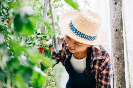 Photo for A close-up of a vegetable tomato scientist a young woman farmer using a magnifying glass to inspect tomatoes in a greenhouse. Engaged in farming research exploring growth and biology. - Royalty Free Image