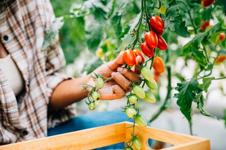 Photo for Natures harvest shines as a black woman farmer collects ripe red tomatoes in a sunny greenhouse. Hand-cutting and arranging in a wooden crate. Freshness and bounty in a thriving farm setting. - Royalty Free Image