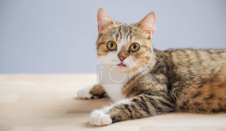 Photo for An isolated, beautiful little grey Scottish Fold kitten is the focus of this cat portrait, standing on a white background with a straight tail, exuding cheerfulness. - Royalty Free Image