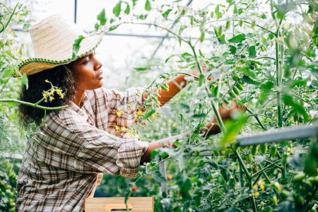 Foto de En un invernadero una agricultora negra alimenta las plantas de tomate regando con una botella de spray. Cuidadosamente tendiendo al crecimiento y desarrollo de la tecnología agrícola. - Imagen libre de derechos