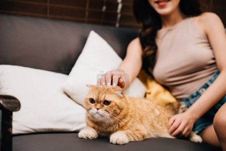 Foto de En un día de otoño, una joven y alegre asiática descansa en casa en un sofá con su gato tabby Scottish Fold. Ella está acariciando a su linda mascota de jengibre, y el momento está lleno de unión y alegría. - Imagen libre de derechos