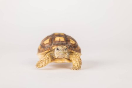 Isolated portrait, little African spurred tortoise, also called the sulcata tortoise on white background. Its unique design and adorable appearance make it a beauty in the world of reptiles.