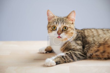 Photo for This isolated portrait captures a joyful little grey Scottish Fold cat on a white background, standing with a straight tail, radiating happiness and playfulness. - Royalty Free Image