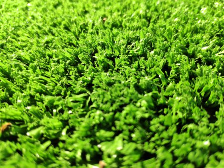Photo for Fresh green grass background, close view macro photo with blurred edges. Natural background wallpaper - Royalty Free Image