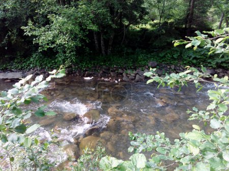 Téléchargez les photos : Rivière de montagne dans les bois, cours d'eau - en image libre de droit