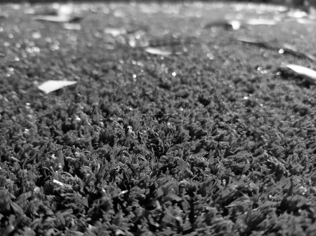 Photo for Black and white grass background close view, grayscale grass photo - Royalty Free Image