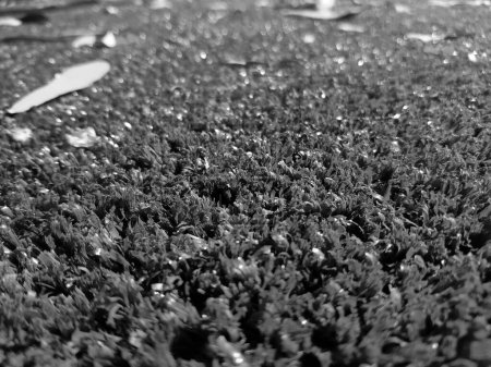 Photo for Black and white grass background close view, grayscale grass photo - Royalty Free Image