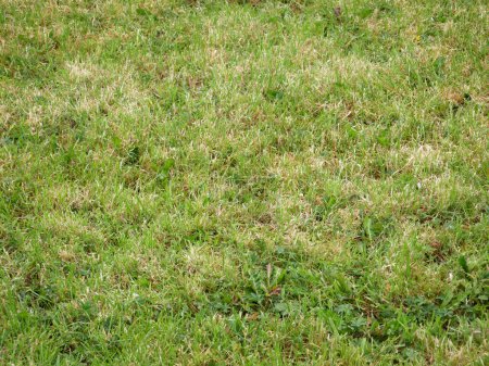 Photo for Fresh green grass background, close view macro photo with blurred edges. Natural grass background wallpaper - Royalty Free Image
