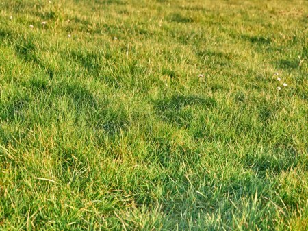 Photo for Green grass background close view, spring grass field - Royalty Free Image