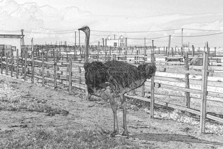 Gorgeous ostrich walking on a farm