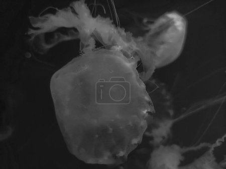 Téléchargez les photos : Belle méduses bleu macro vue isolé sur fond d'eau bleue, photographie marine, mer nature belles créatures, méduse - en image libre de droit