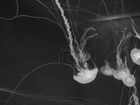 Téléchargez les photos : Belle vue macro méduses rose isolé sur fond d'eau bleue, photographie marine, mer nature belles créatures, méduse - en image libre de droit
