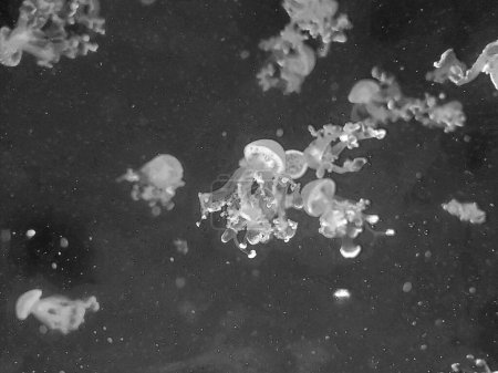 Téléchargez les photos : Méduses blanches macro vue abstraite fond, photographie marine, mer nature belles créatures, méduse - en image libre de droit