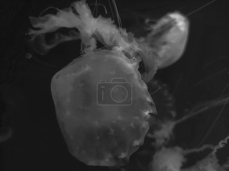 Téléchargez les photos : Grosses méduses bleues macro vue arrière-plan, photographie marine, mer nature belles créatures - en image libre de droit
