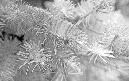 Fur tree evergreen branches closeup macro view