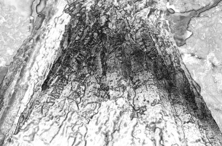 Corteza y tronco de árbol viejo, vista de cerca
