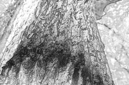 Old tree bark and trunk, closeup view