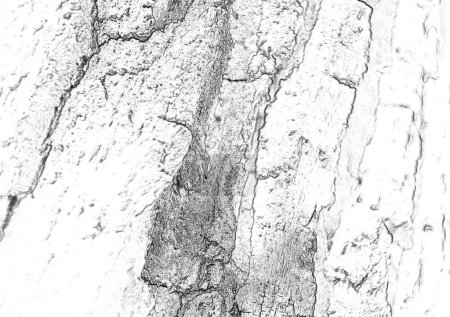 Téléchargez les photos : Vieille texture d'écorce de chêne, vue rapprochée - en image libre de droit