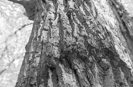 Corteza y tronco de árbol viejo, vista de cerca
