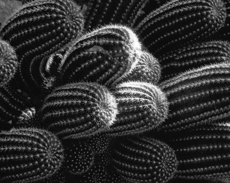Cactus plant close view background. Black and white photo of wild cactuses