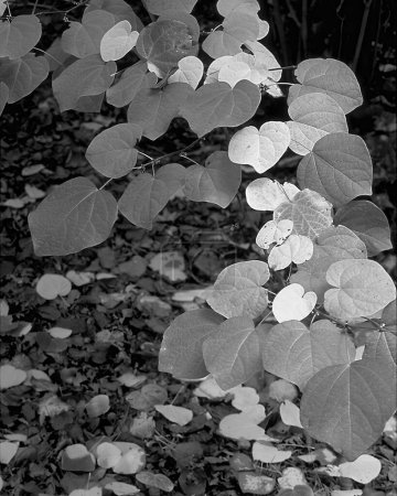 Leaves close view natural black and white photo background. Flora in nature