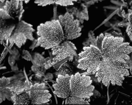 Leaves close view natural black and white photo background. Flora in nature