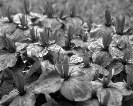 Hojas vista cercana fondo natural de la foto en blanco y negro. Flora en la naturaleza