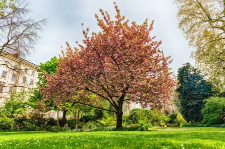 Foto de Idillic cherry blossom tree in bloom, spotted in the Pimlico district of London, England, UK - Imagen libre de derechos