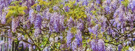 Téléchargez les photos : Magnifiques fleurs de glycine pourpre au printemps, tournées à Rome, Italie - en image libre de droit