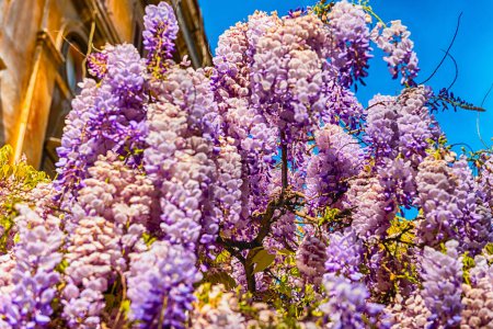 Beautiful purple wisteria flowers in spring, shot in Rome, Italy