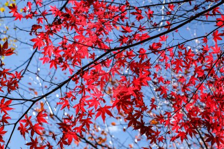 Téléchargez les photos : L'atmosphère de la principale attraction touristique Shin Hotaka dans les couleurs de l'automne avec un téléphérique et un téléphérique desservant les touristes. Japon Alpes, chemin de Shinhotaka et feuillage d'automne. - en image libre de droit