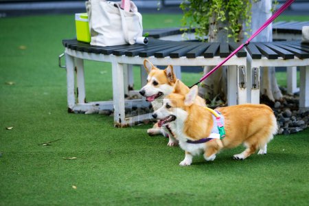 Photo for Adorable Welsh Corgi Puppy Enjoying a Park Stroll with Friends - Royalty Free Image