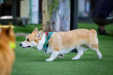 Photo for Adorable Welsh Corgi Puppy Enjoying a Park Stroll with Friends - Royalty Free Image
