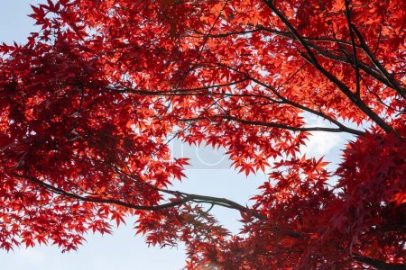 Foto de Paisaje otoñal de Jozankei Onsen Resort, un famoso destino termal con los hoteles y Ryokan tradicional rodeado de colores de otoño. - Imagen libre de derechos