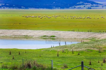 Lake George, NSW, Australien. Schafe weiden in der Trockenzeit in der Nähe eines Wasserlochs ohne überflutete Niederschläge.