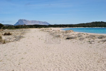 Photo for The beach of Lu Impostu in San teodoro, in background the island of Tavolara - Royalty Free Image
