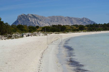 Photo for The beach of Cala Brandinchi in San Teodoro, in background the island of Tavolara - Royalty Free Image