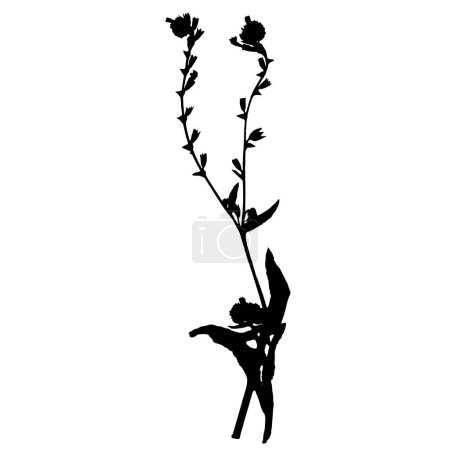 Ilustración de Anchusa officinalis planta, ilustración vectorial tomada de un herbario. - Imagen libre de derechos