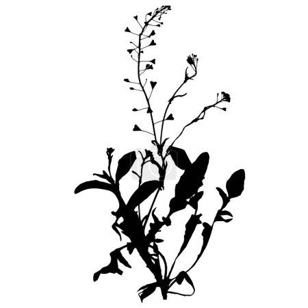 Ilustración de Planta del bolso del pastor, ilustración del vector de un herbario. - Imagen libre de derechos