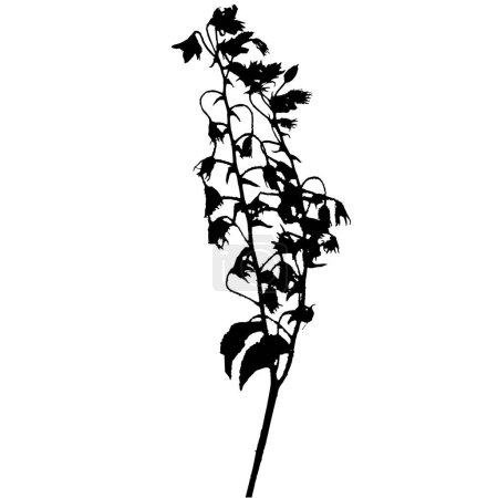 Illustration for Borage officinalis plant, vector illustration taken from a herbarium. - Royalty Free Image